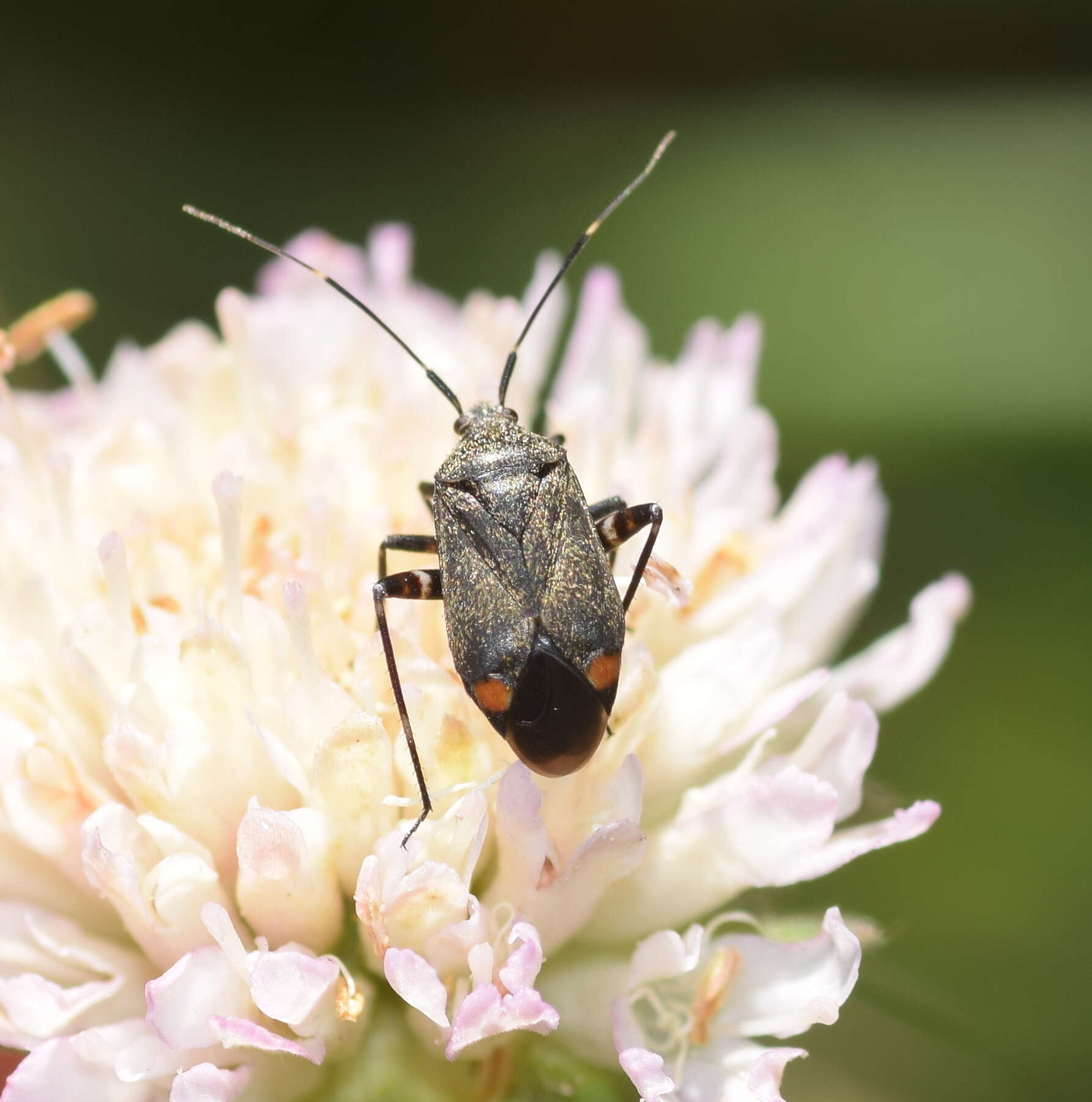 Image of Closterotomus cinctipes (A. Costa 1853)