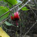 Image of Abutilon pedunculare Kunth