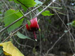 Image of Abutilon pedunculare Kunth