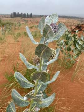 Imagem de Asclepias welshii N. H. Holmgren & P. K. Holmgren