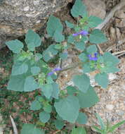 Physalis purpurea Wiggins resmi