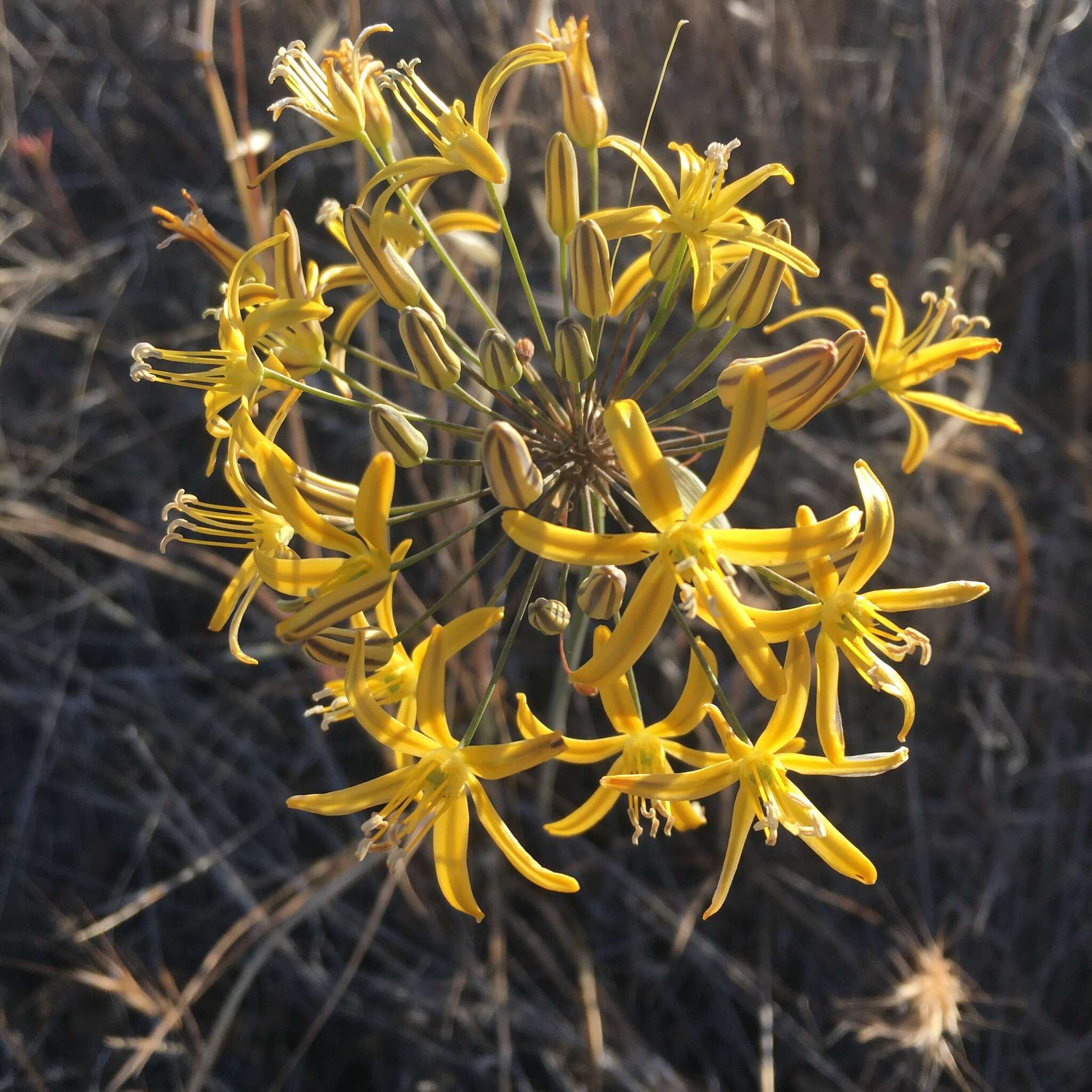 Слика од Bloomeria crocea var. aurea (Kellogg) Ingram