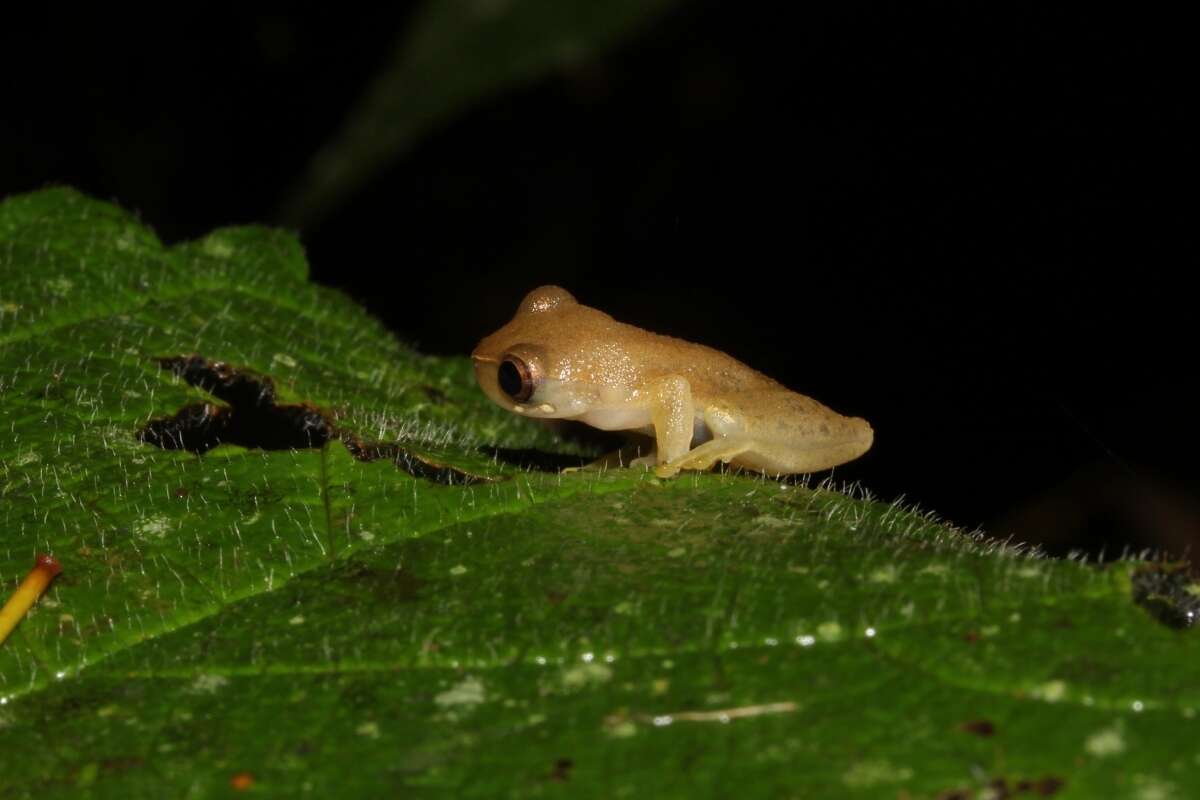 Image of Koechlin's Treefrog