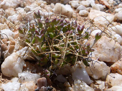 Image of Ruschia divaricata L. Bol.