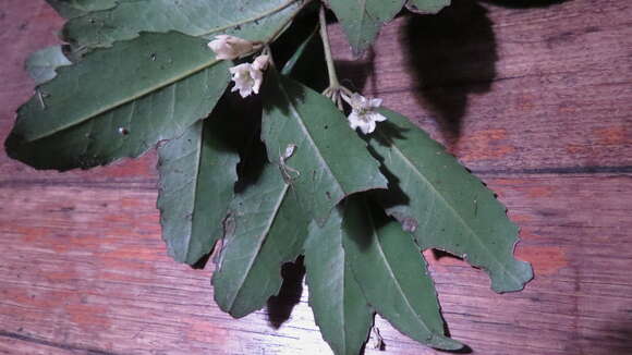 Image of Doryphora sassafras Endl.