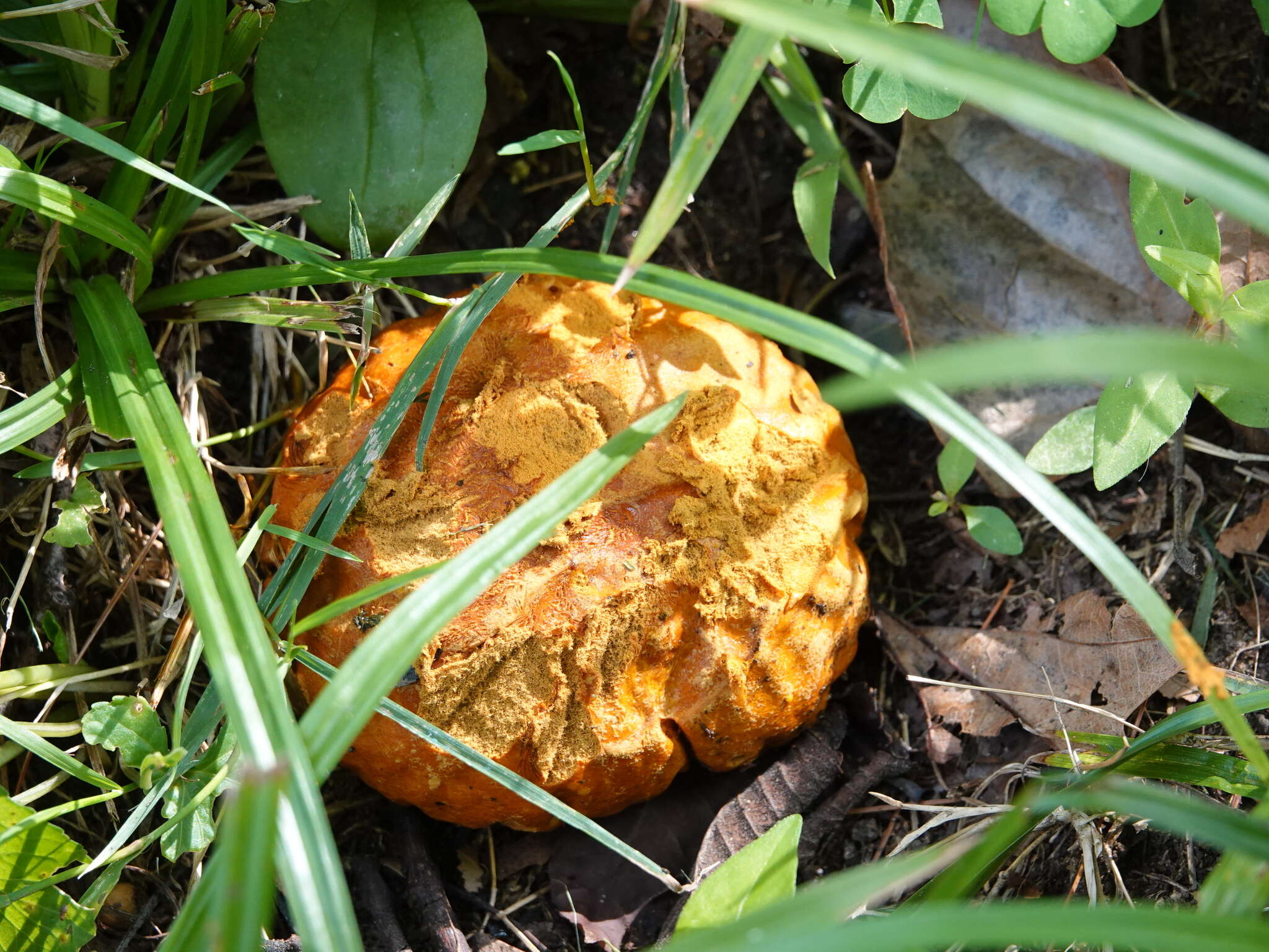 Image of Calvatia candida (Rostk.) Hollós 1902