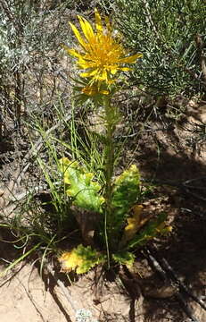 Image of Berkheya carlinoides (Vahl) Willd.