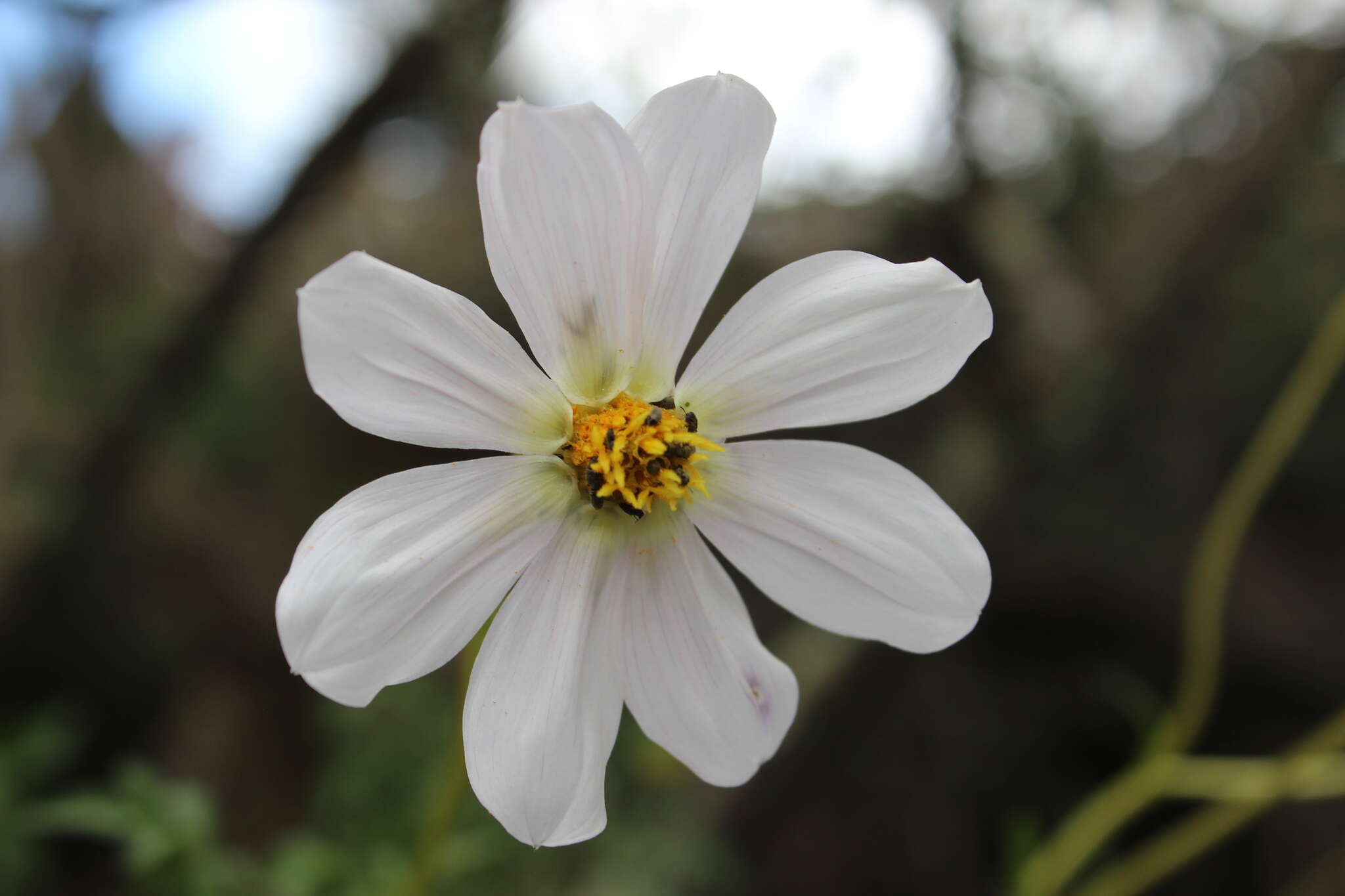 Image of Dahlia merckii Lehm.