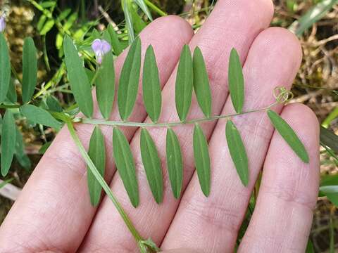 Imagem de Vicia pubescens (DC.) Link