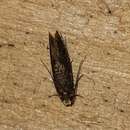 Image of Brindled Clothes Moth