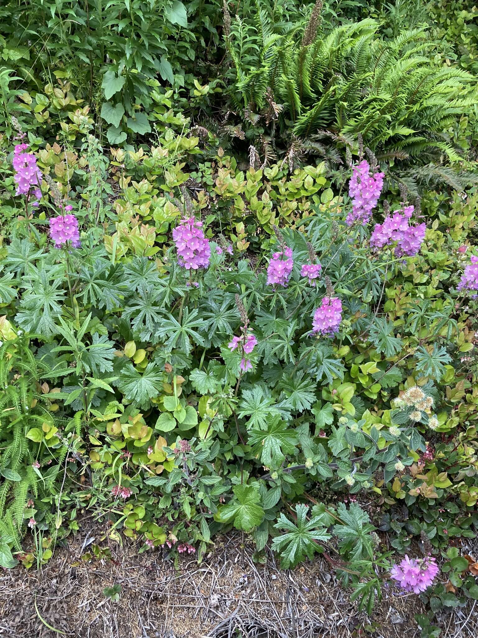 Слика од Sidalcea hirtipes C. L. Hitchcock