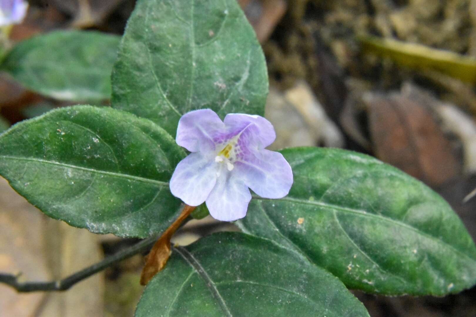 Strobilanthes tetraspermus Druce resmi