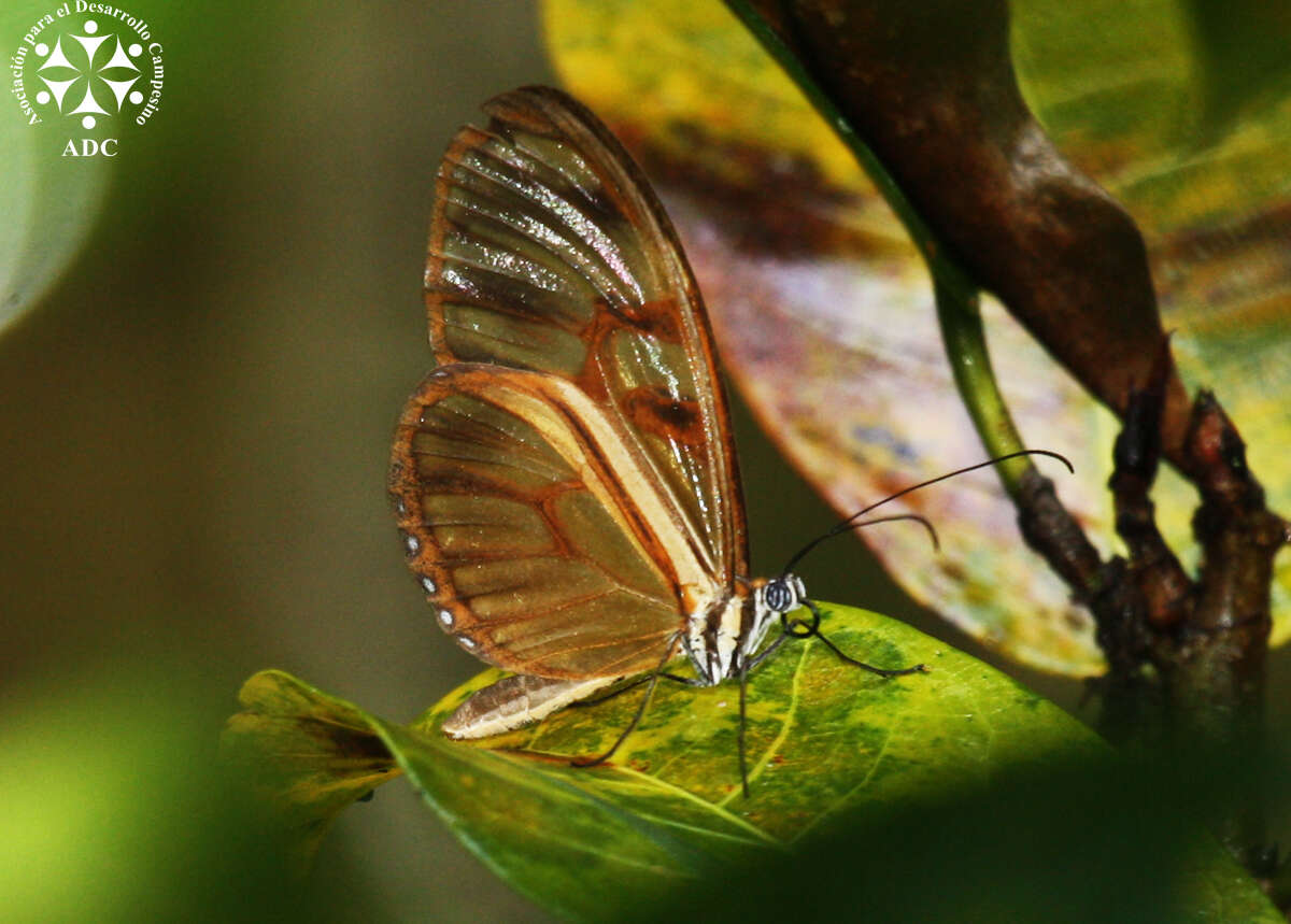 Image of Athesis clearista Doubleday (1847)