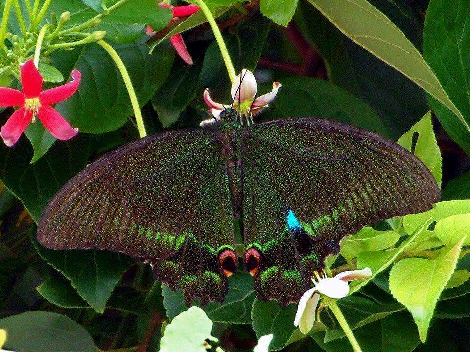 Image of Papilio paris Linnaeus 1758