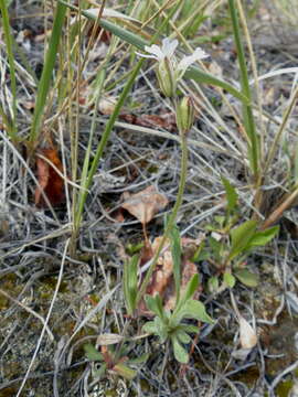 Image of Taimyr catchfly