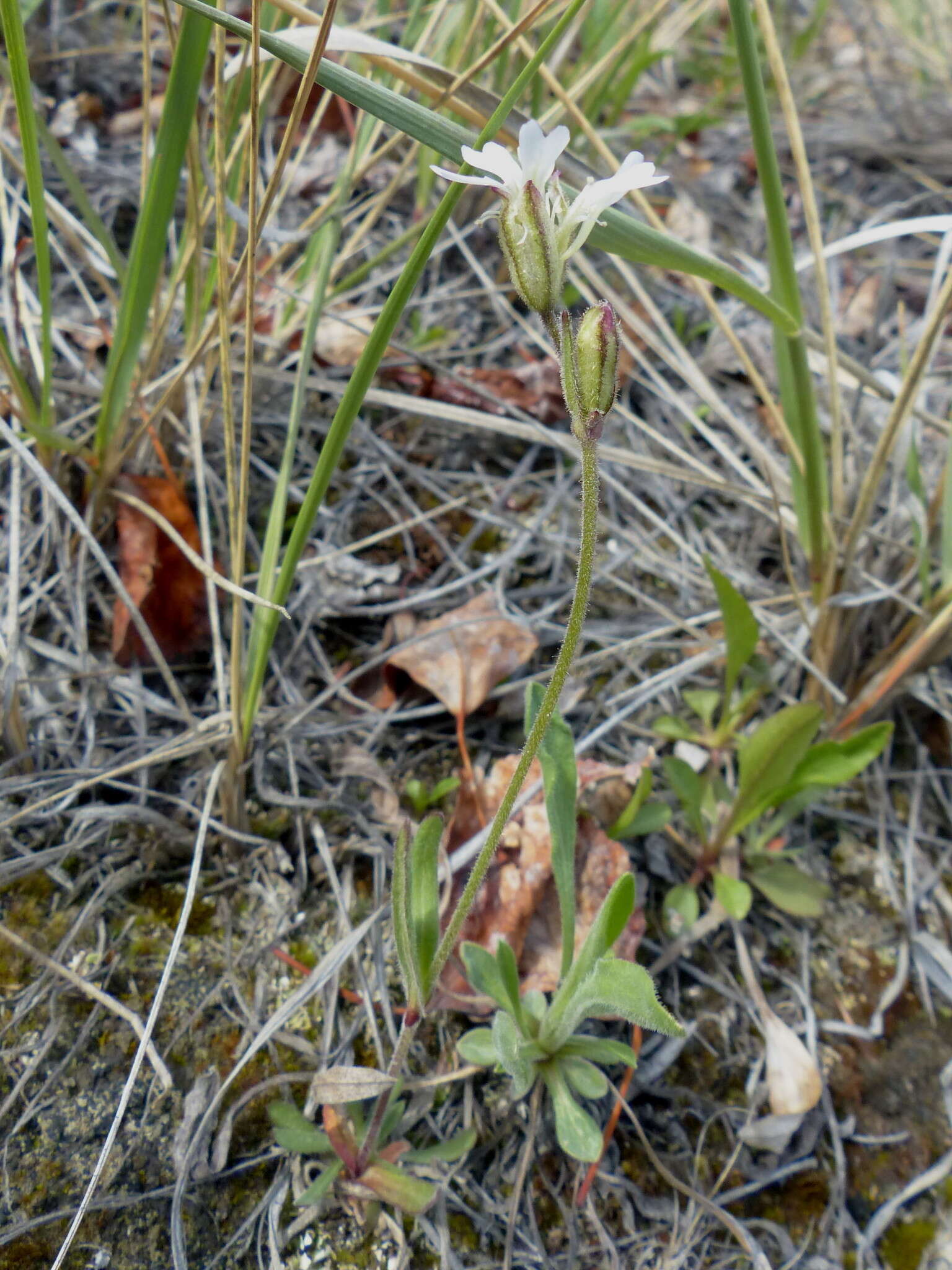 Слика од Silene ostenfeldii (A. E. Porsild) J. K. Morton