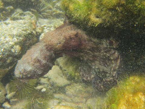 Image of Galapagos Reef Octopus