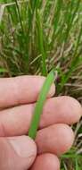 Image of Poa helmsii Vickery