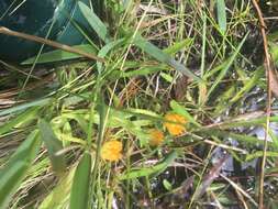 Sivun Polygala lutea L. kuva