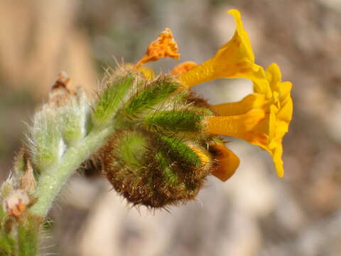 Image of Douglas' fiddleneck