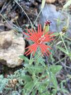 Image de Silene laciniata subsp. greggii (Gray) C. L. Hitchc. & Maguire