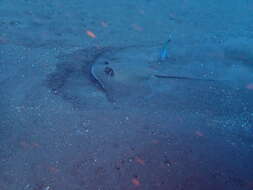 Image of Bluespotted maskray