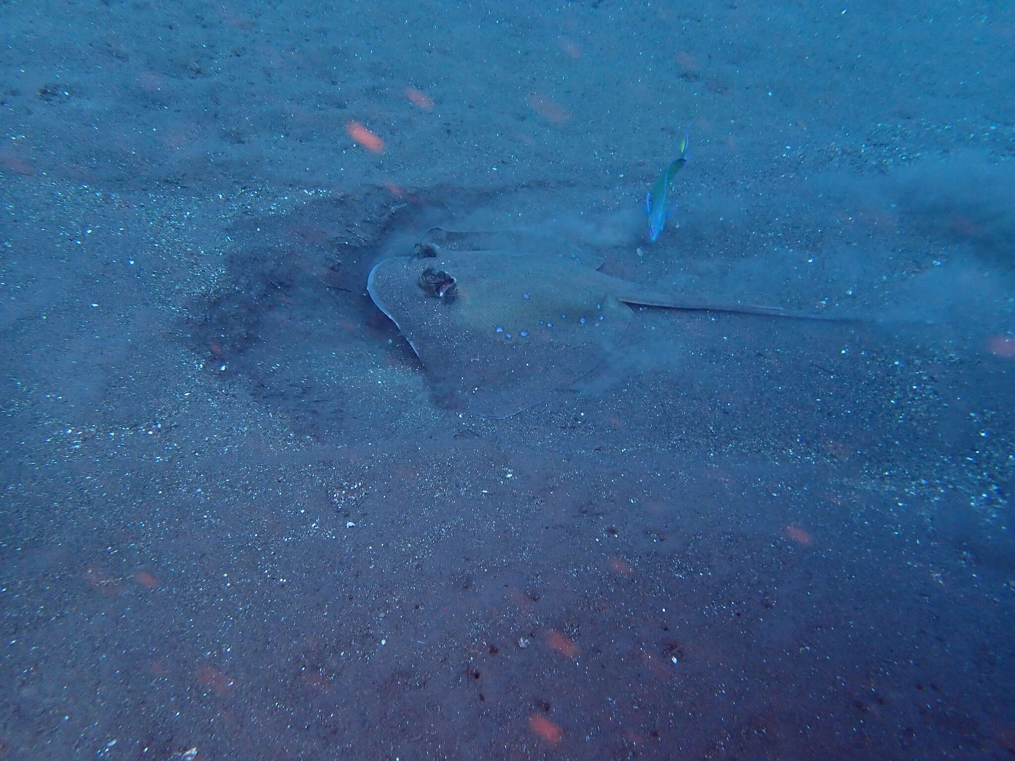 Image of Bluespotted maskray