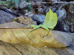 Image of Cryptophyllium tibetense (Liu 1993)