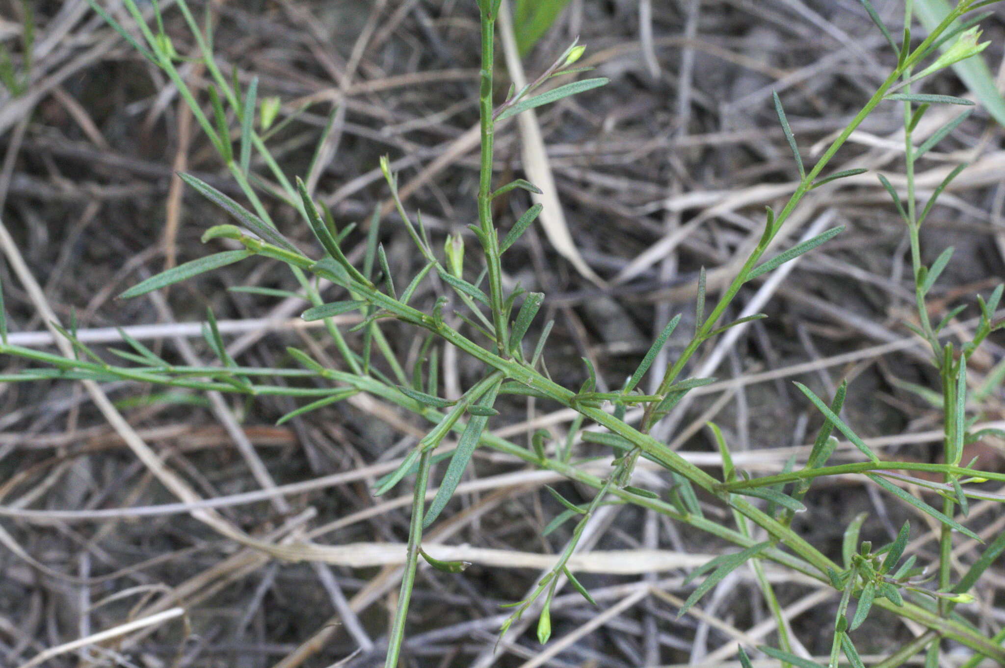 Image of green false foxglove