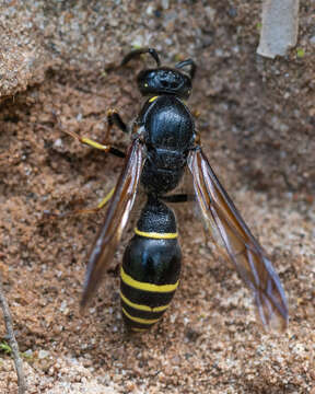 Sivun Symmorphus murarius (Linnaeus 1758) kuva