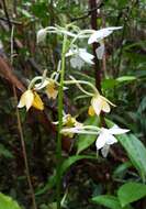 Image of Calanthe sylvatica (Thouars) Lindl.