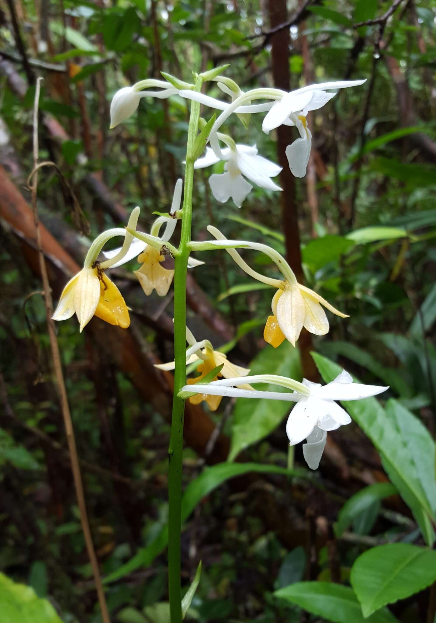 Image of Calanthe sylvatica (Thouars) Lindl.