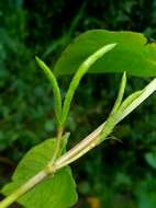 Image de Catharanthus trichophyllus (Baker) Pichon