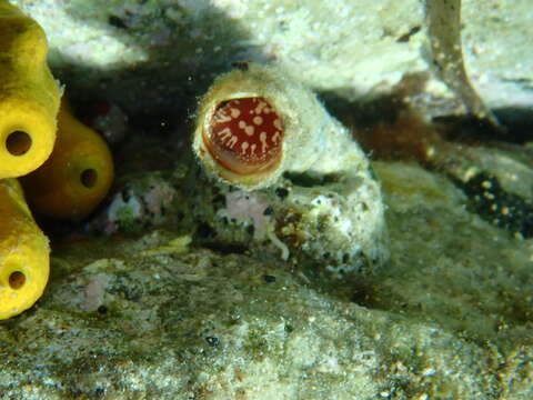 Image of Giant Worm Shell