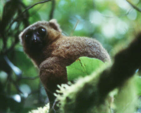 Image of golden bamboo lemur