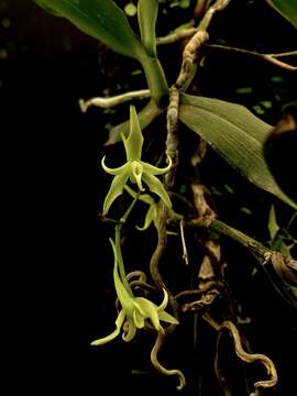 Image of Angraecum firthii Summerh.