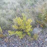 Image of Persoonia laurina subsp. laurina