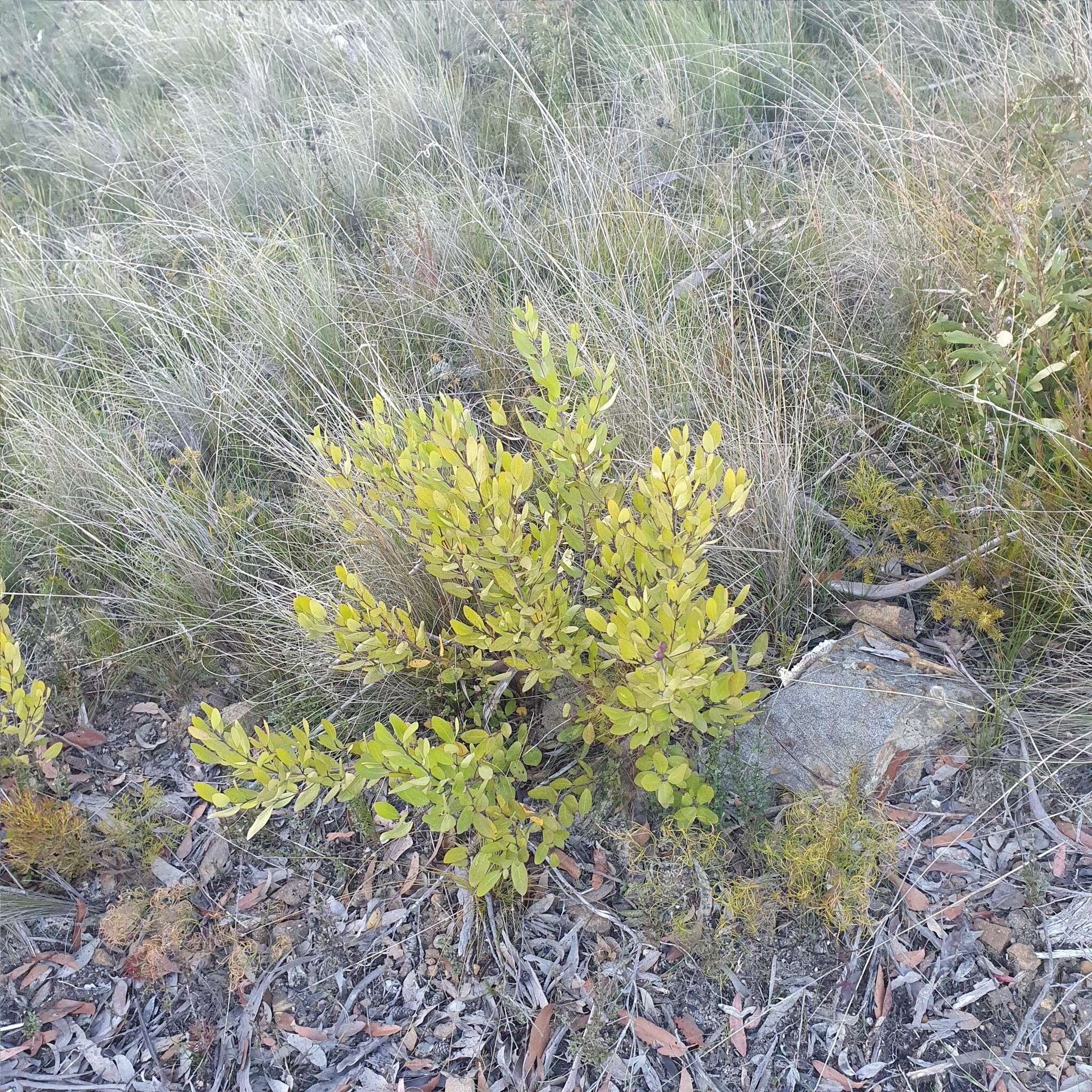 Image of Persoonia laurina subsp. laurina