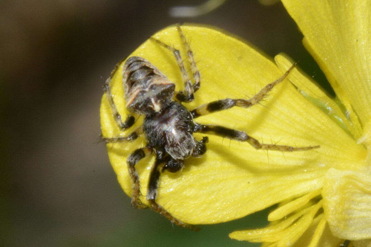 Image of Gibbaranea bituberculata (Walckenaer 1802)