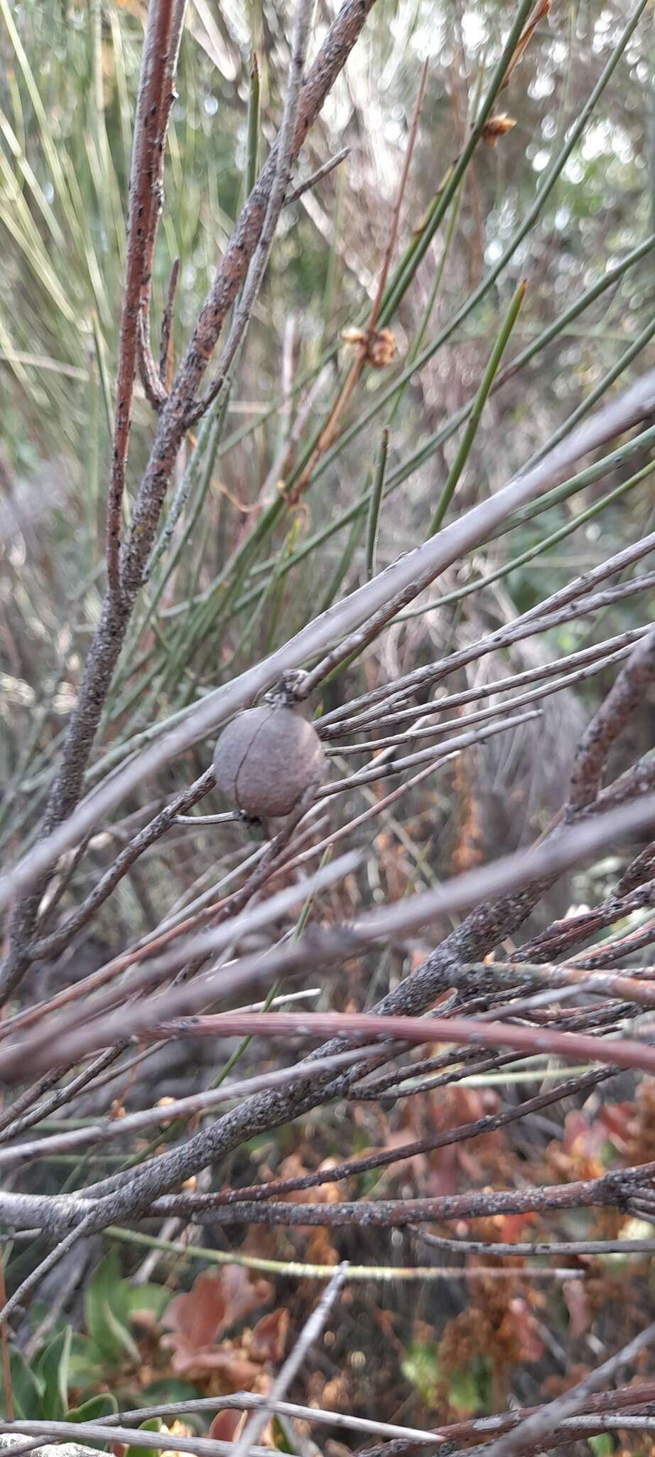 Image de Retanilla ephedra (Vent.) Brongniart