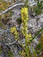 Image of Stackhousia viminea Sm.