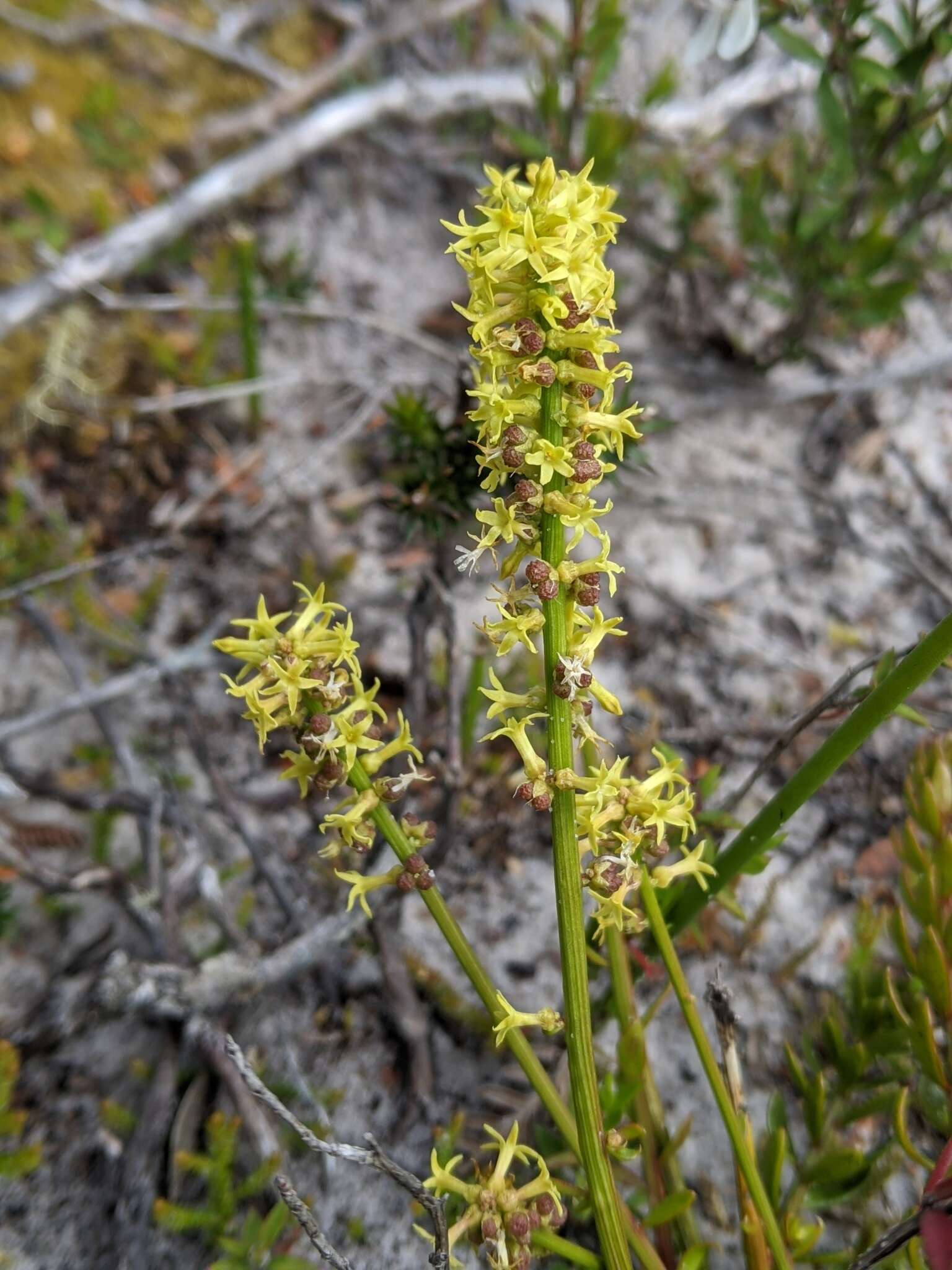 Image of Stackhousia viminea Sm.