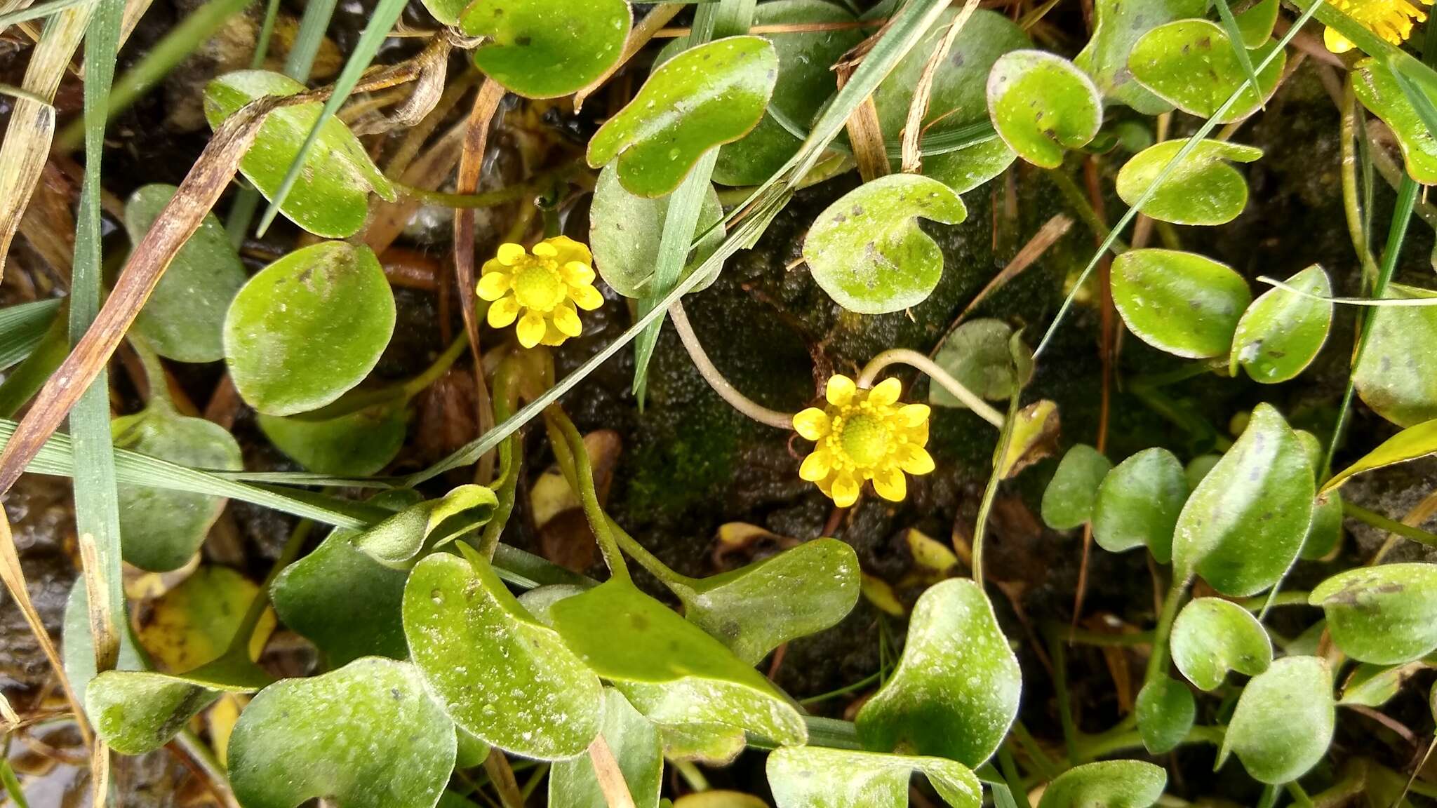 Image of Halerpestes uniflora (Phil. ex Reiche) Emadzade, Lehnebach, P. J. Lockh. & Hörandl