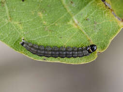 Image of Psoricoptera gibbosella Zeller 1839