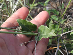 Image of Mirabilis ovata (Ruiz & Pav.) Meigen