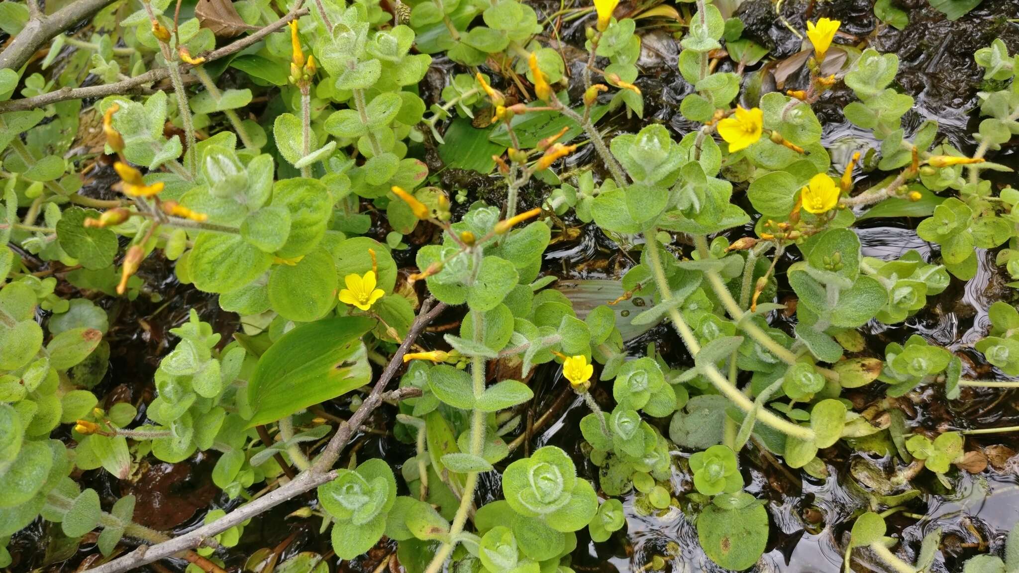 Plancia ëd Hypericum elodes L.