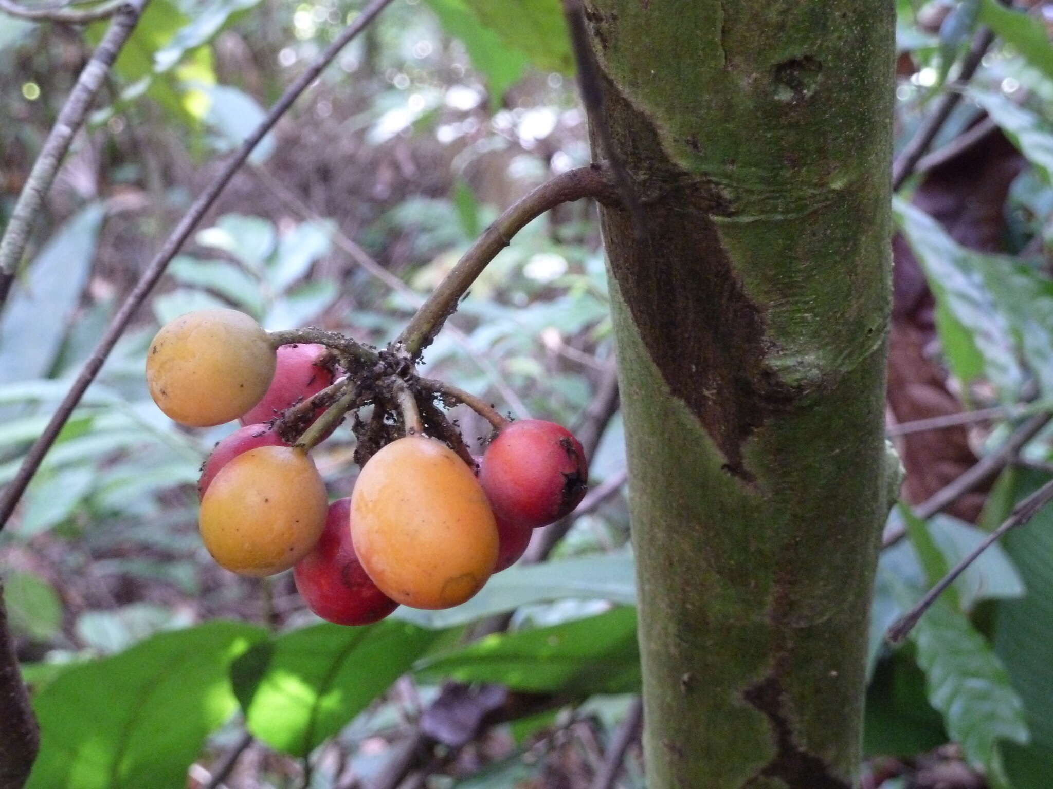 Image of Unonopsis osae Maas & Westra