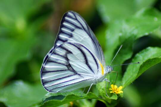 Image of Western Striped Albatross