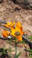 Image de Ornithogalum maculatum Jacq.