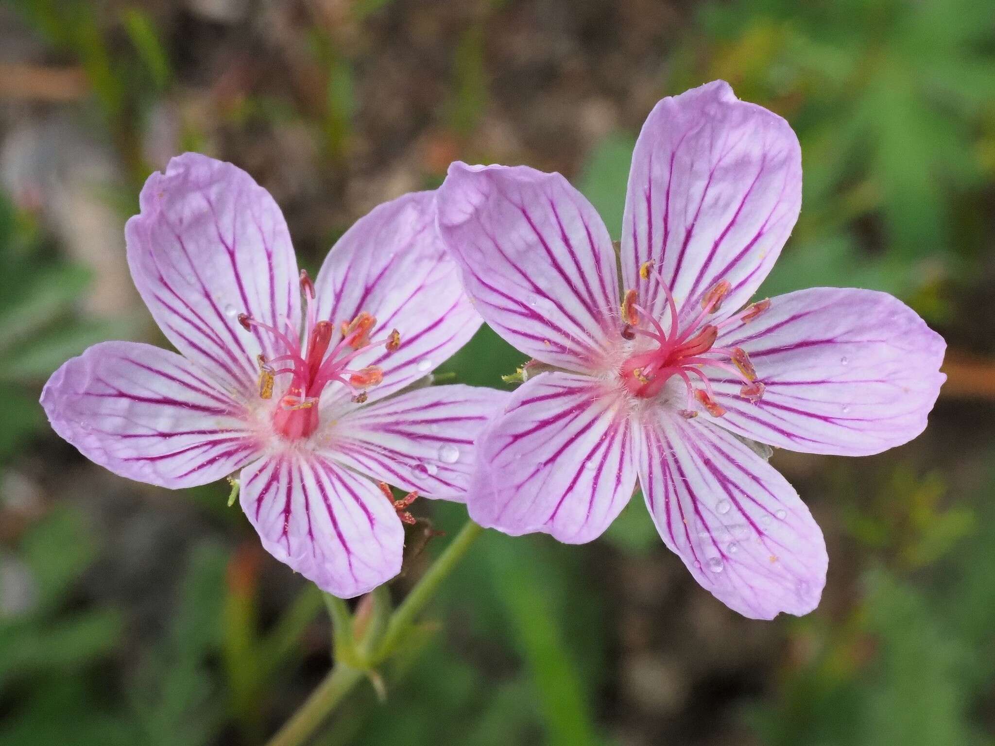 Image of California cranesbill